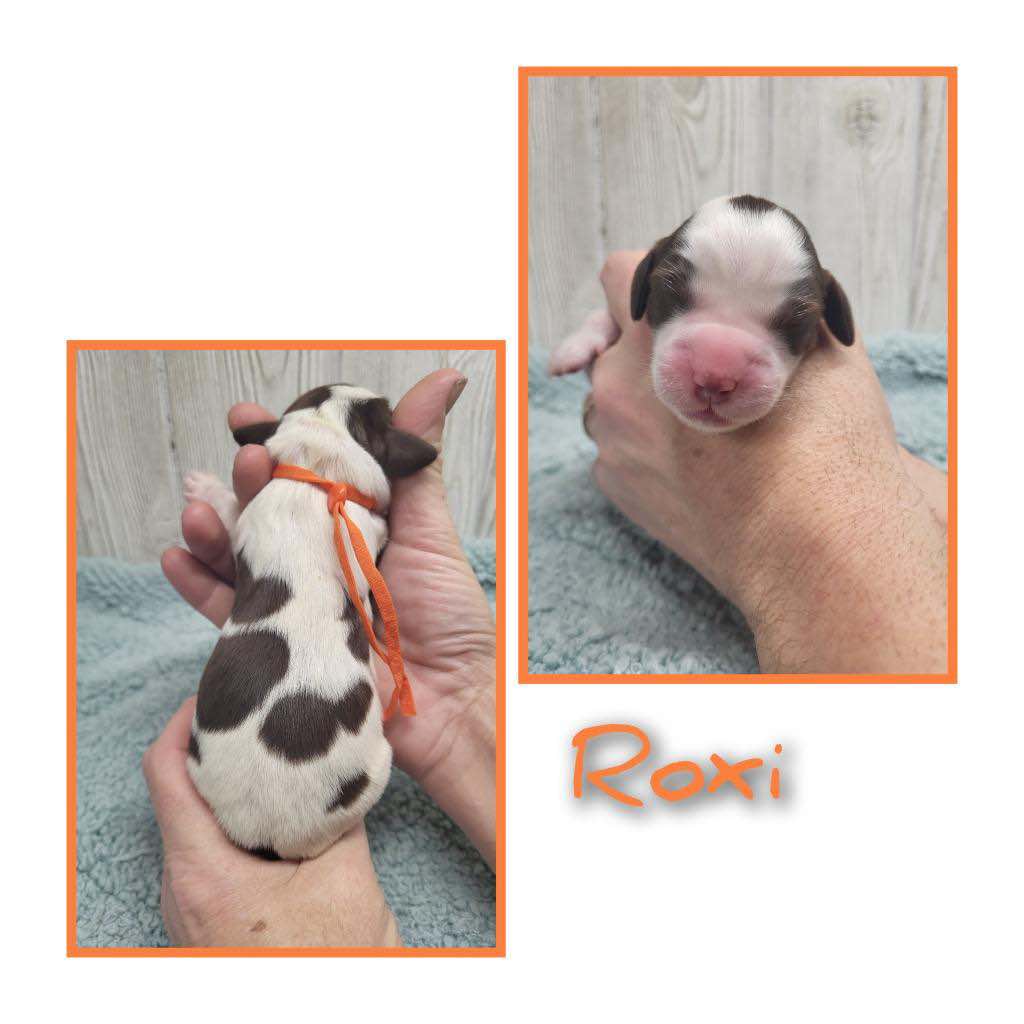 Roxi (Female)