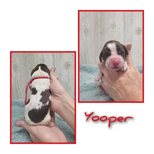 Yooper (Male)