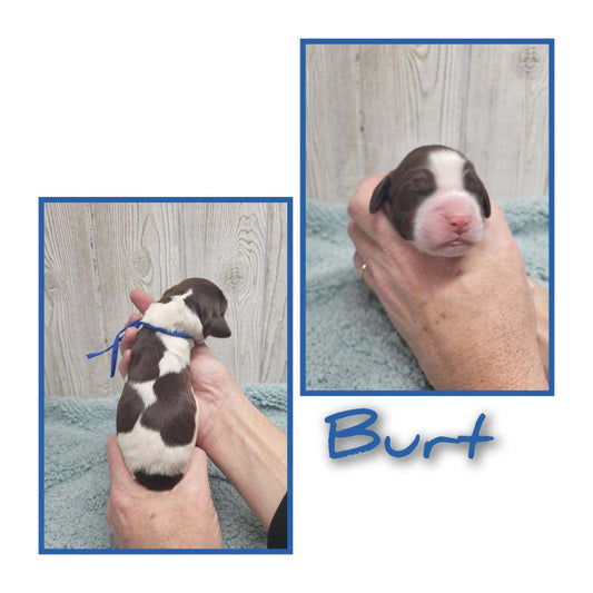 Burt (Male)