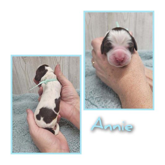 Annie (Female)