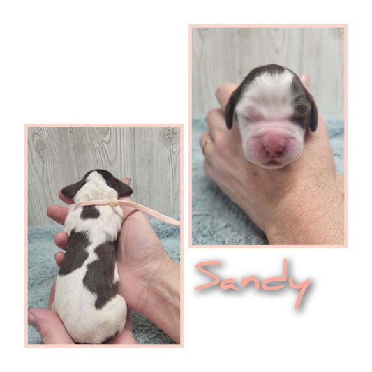 Sandy (Female)