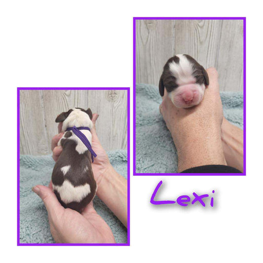 Lexi (Female)